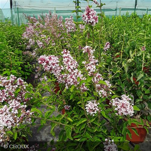 SYRINGA microphylla 'Superba'