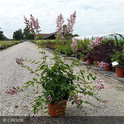SYRINGA microphylla 'Superba'