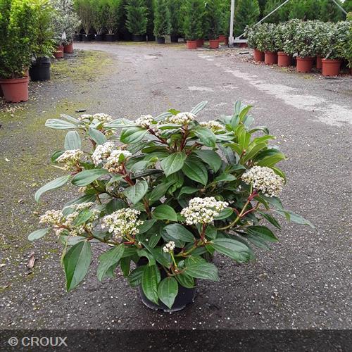VIBURNUM davidii