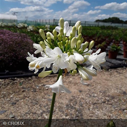 AGAPANTHUS  africanus  'Albus'