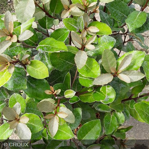ELAEAGNUS x ebbingei 'Compacta'