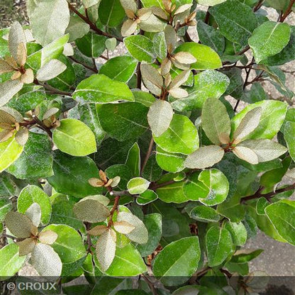 ELAEAGNUS x ebbingei 'Compacta'