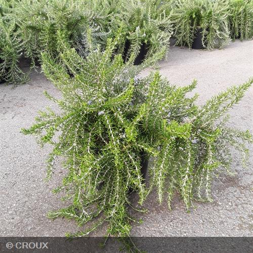 ROSMARINUS  officinalis 'Pointe du Raz'