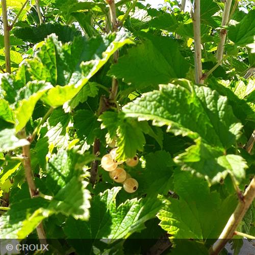 RIBES rubrum 'Versaillaise Blanche'
