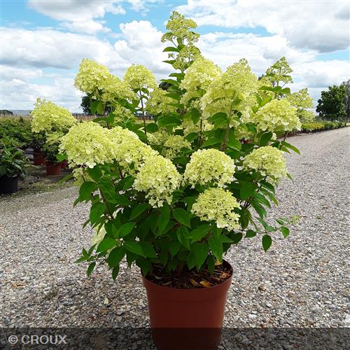HYDRANGEA paniculata 'Limelight®'