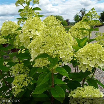 HYDRANGEA paniculata 'Limelight®'