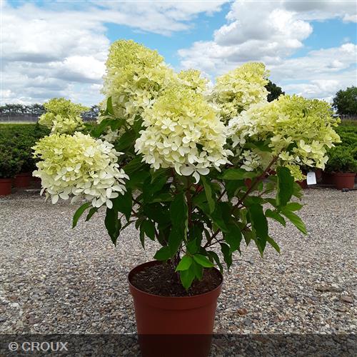 HYDRANGEA paniculata 'Phantom'