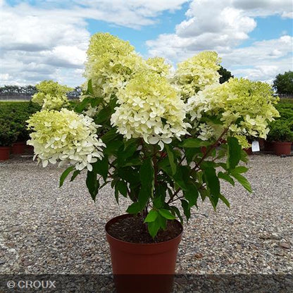 HYDRANGEA paniculata 'Phantom'