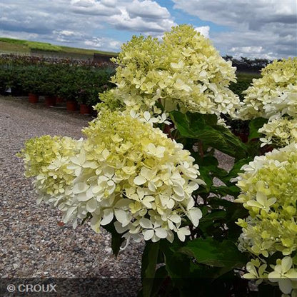 HYDRANGEA paniculata 'Phantom'