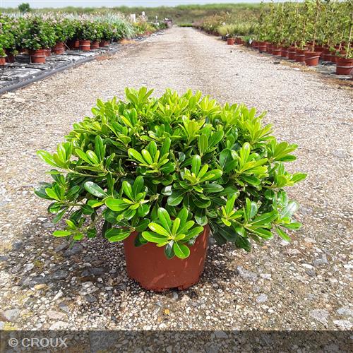 PITTOSPORUM tobira 'Nanum'