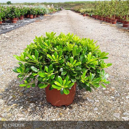 PITTOSPORUM tobira 'Nanum'