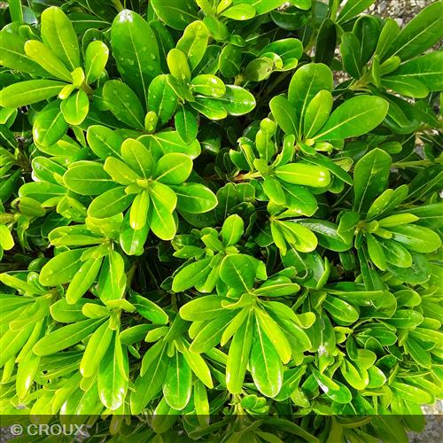 PITTOSPORUM tobira 'Nanum'