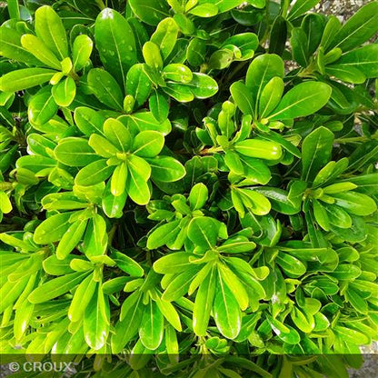 PITTOSPORUM tobira 'Nanum'