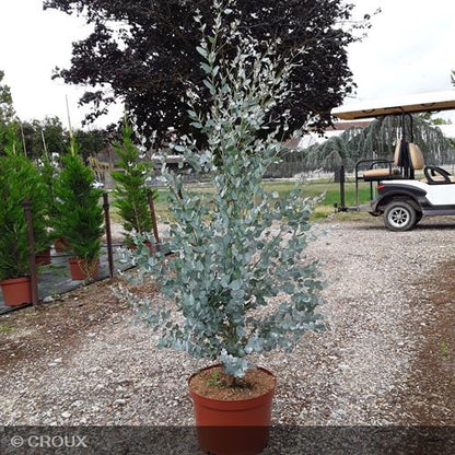 EUCALYPTUS gunnii 'Azura®'