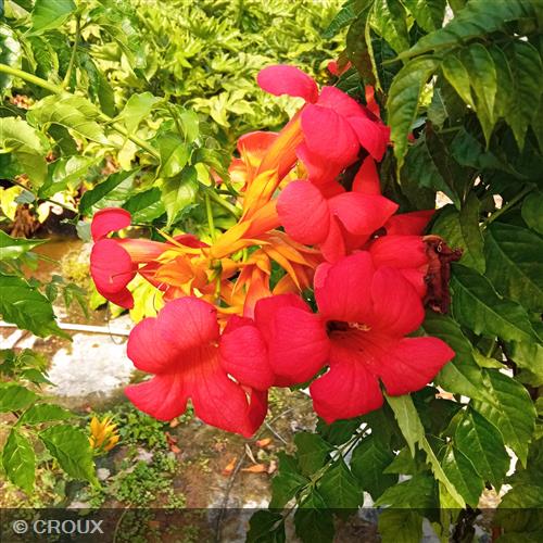 CAMPSIS x tagliabuana 'Madame Galen'
