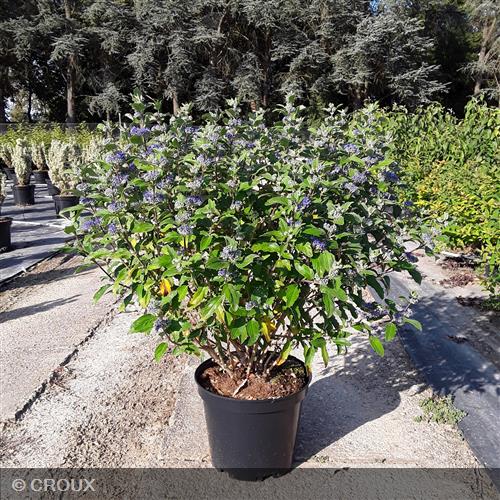 CARYOPTERIS x clandonensis 'Grand Bleu®'