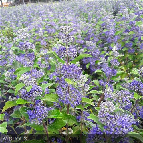 CARYOPTERIS x clandonensis 'Grand Bleu®'