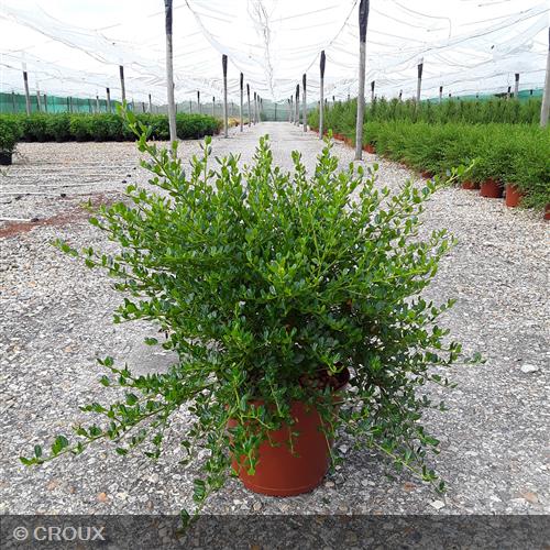 CEANOTHUS thyrsiflorus 'Skylark'
