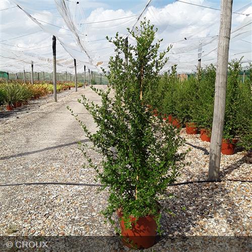CEANOTHUS thyrsiflorus 'Cascade'