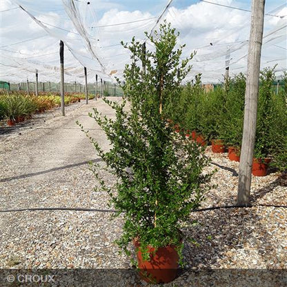 CEANOTHUS thyrsiflorus 'Cascade'