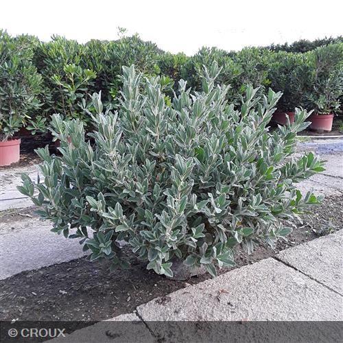 CISTUS pulverulentus 'Sunset'