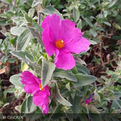 CISTUS pulverulentus 'Sunset'