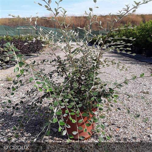 COTONEASTER franchetii