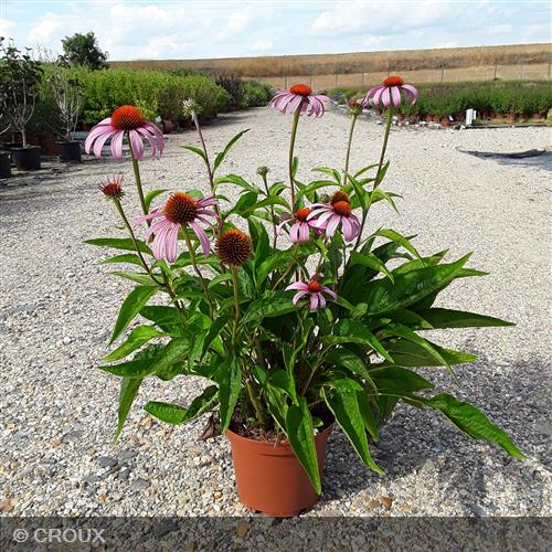 ECHINACEA purpurea