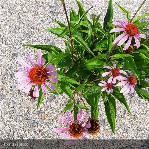 ECHINACEA purpurea