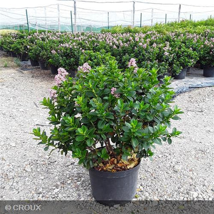 ESCALLONIA laevis 'Pink Elle®'