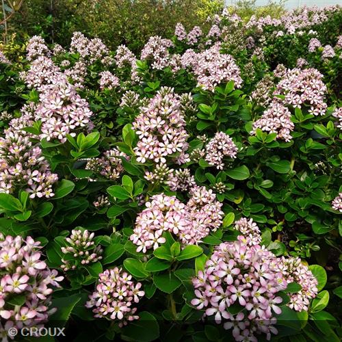 ESCALLONIA laevis 'Pink Elle®'