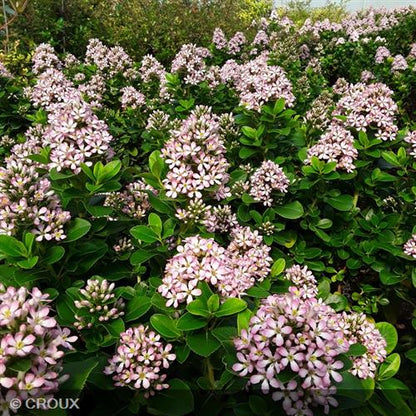 ESCALLONIA laevis 'Pink Elle®'