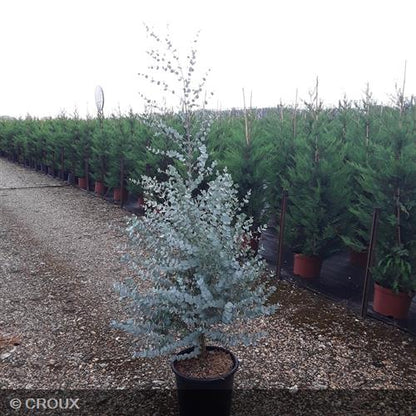 EUCALYPTUS gunnii 'Azura®'