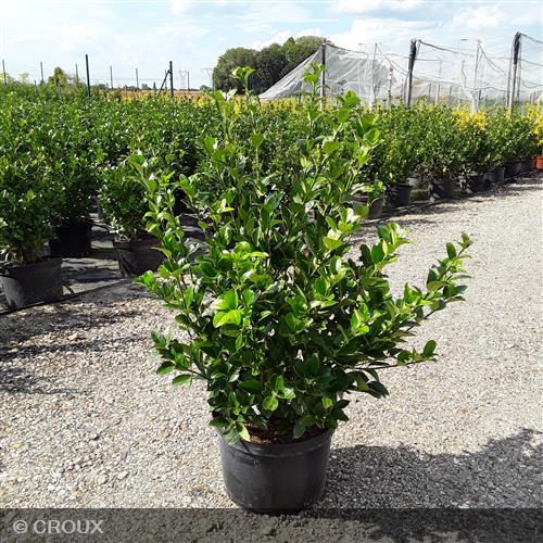 EUONYMUS japonicus 'Green Millenium®'