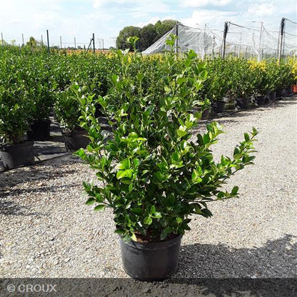 EUONYMUS japonicus 'Green Millenium®'