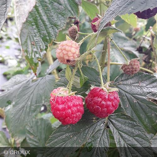 RUBUS idaeus 'Heritage'