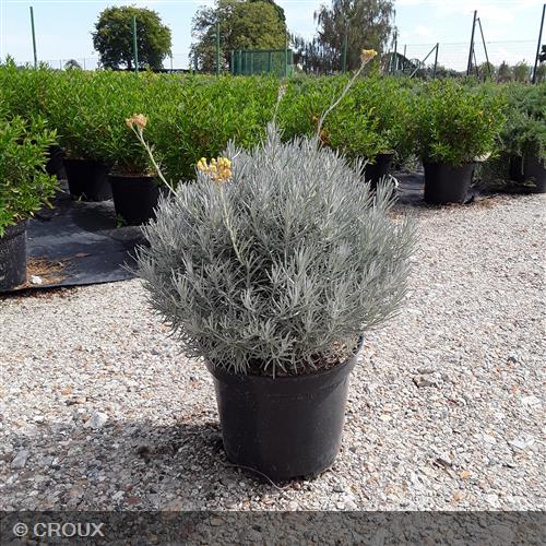 HELICHRYSUM italicum ssp 'Serotinum'