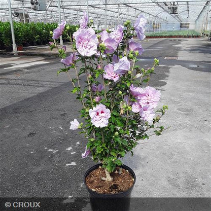 HIBISCUS syriacus 'Lavender Chiffon®'