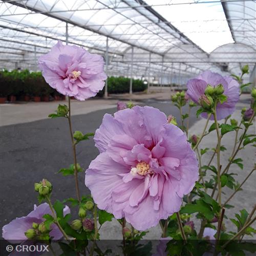 HIBISCUS syriacus 'Lavender Chiffon®'