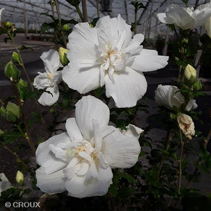 HIBISCUS syriacus 'White Chiffon®'