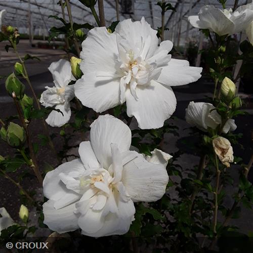 HIBISCUS syriacus 'White Chiffon®'