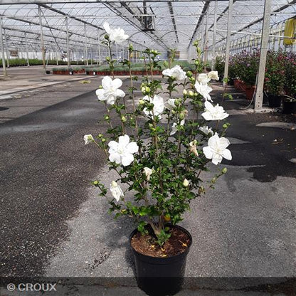 HIBISCUS syriacus 'White Chiffon®'