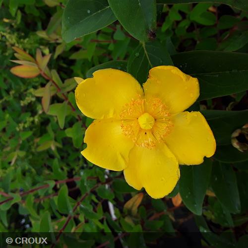 HYPERICUM hookeranium 'Hidcote'