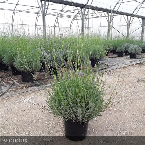LAVANDULA x intermedia 'Dutch'