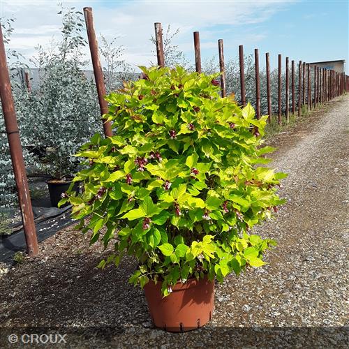 LEYCESTERIA  formosa 'Golden Lanterns®'