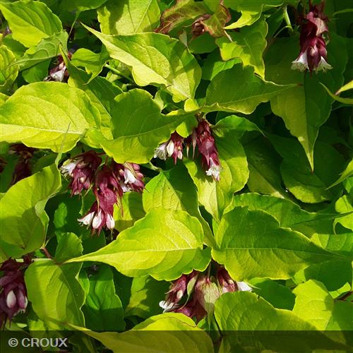 LEYCESTERIA  formosa 'Golden Lanterns®'
