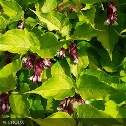 LEYCESTERIA  formosa 'Golden Lanterns®'