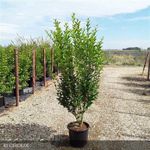 LIGUSTRUM  ovalifolium