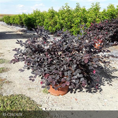 LOROPETALUM chinense 'Fire Dance'