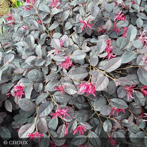 LOROPETALUM chinense 'Fire Dance'